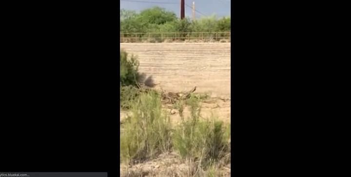 El correcaminos y el coyote en la vida real, igual que en los dibujitos