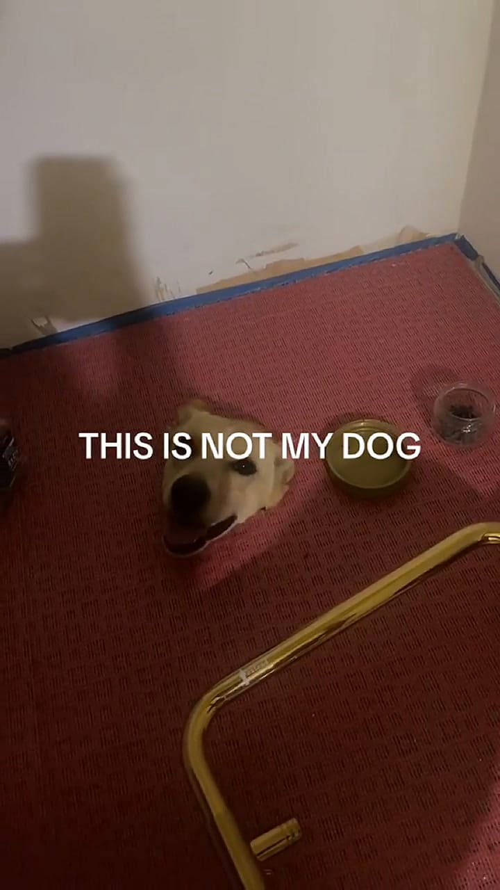 La secuencia que vivió una usuaria de TikTok en plena madrugada