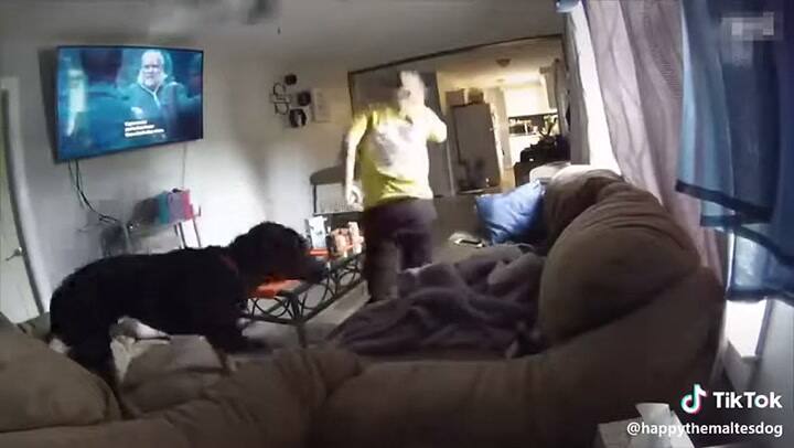 Perro de Tik Tok observa fantasma dentro de su casa - Fuente: YouTube