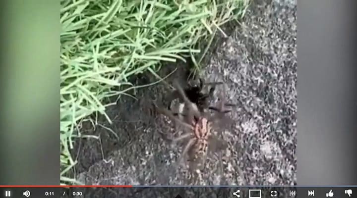 Una mujer registró el insólito momento en que una araña se devora a una abeja
