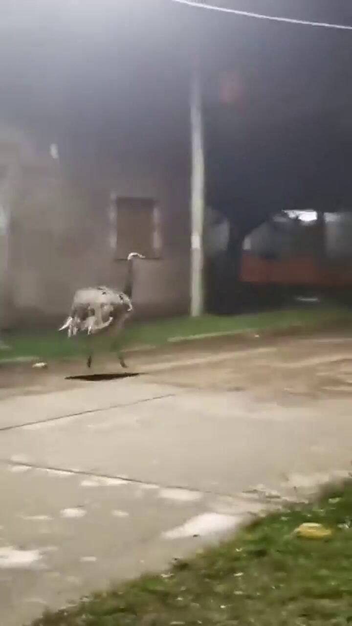 Un ñandú recorrió un barrio luego de que se escapara de una casa