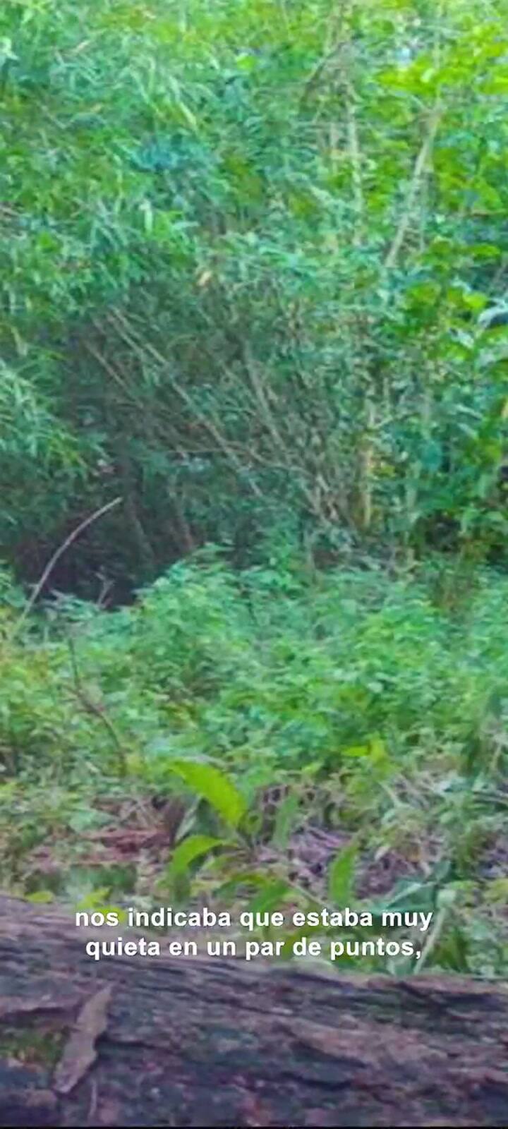 El nacimiento de los nuevos Yaguaretés