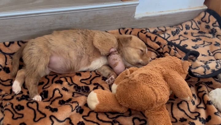 A Zena la encontraron al costado de un camino Se recuperó en compañía de otros perros.