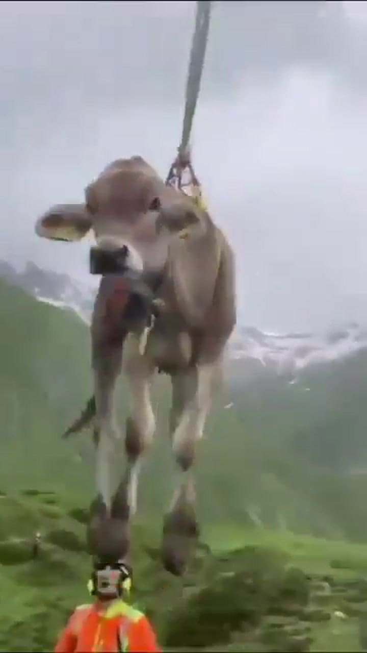 La vaca "Loni" es evacuada de Blatten en helicóptero