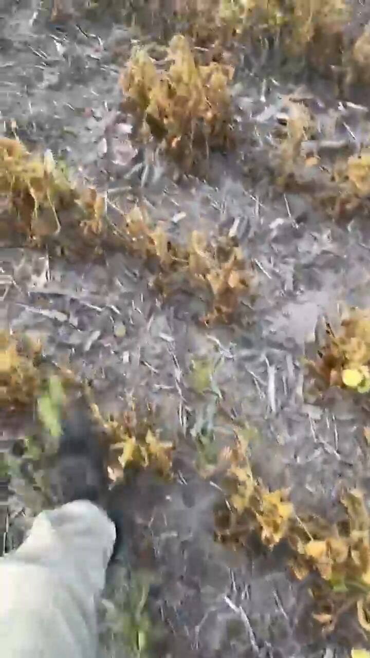 Los efectos de la sequía en el campo