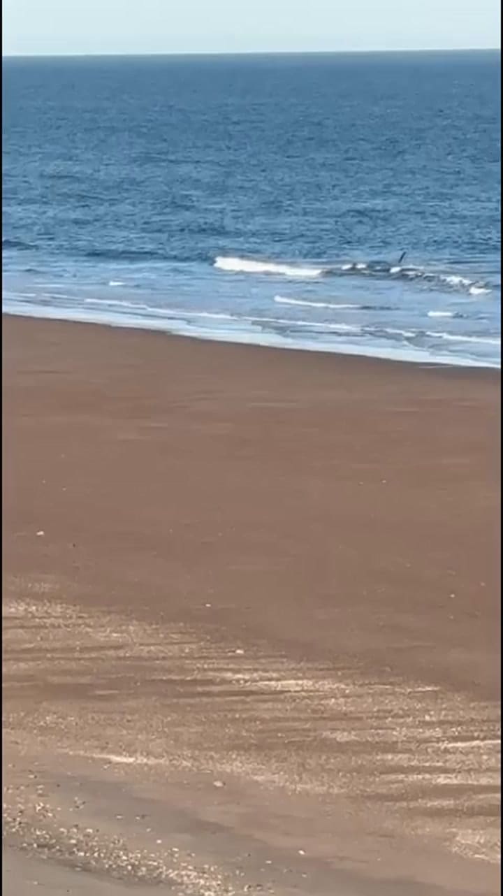 El momento en que la orca persigue a la canoa