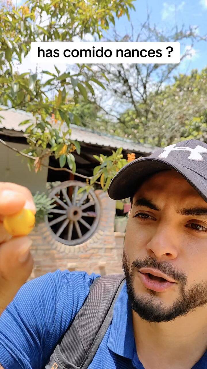 Se Viene La Temporada De Nance, Una De Las Frutas Más Exóticas Que Conozco, Como Le Dicen En Tu País #Montiexplora #Nances #Fyp #Parati #Fruta