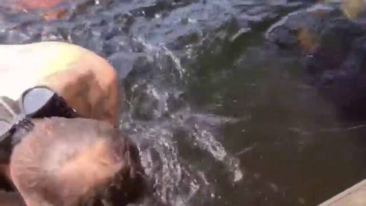 Un hombre fue agredido por el cocodrilo que consideraba su 'amigo' - Fuente: Lab Bible