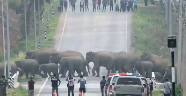Manada de elefantes interrumpe el tráfico en Tailandia