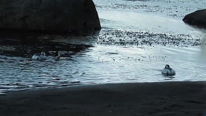 Ignacio “Kini” Roesler - Macá tobiano