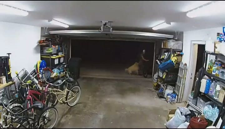 Insólito: ingresó a una casa a robar una bicicleta y tuvo tiempo de jugar con el perro