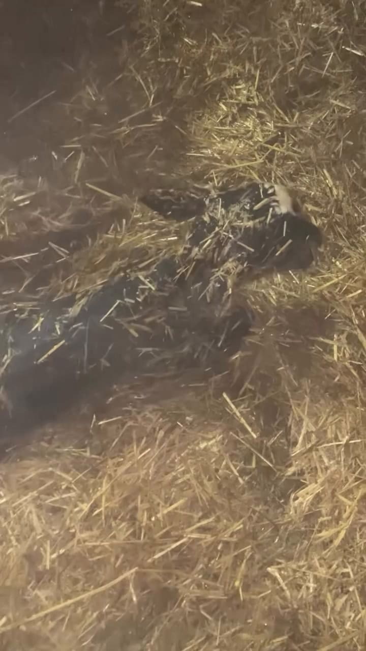 Una granjera de Dakota relató el nacimiento milagroso en Dakota del Sur