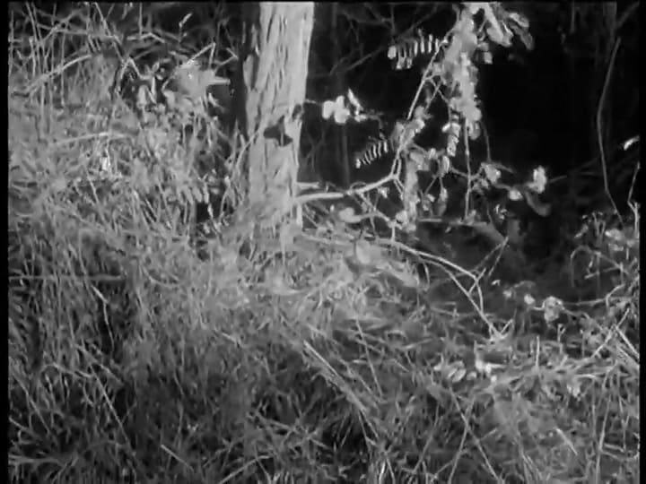 Trailer Al Final De la Escapada