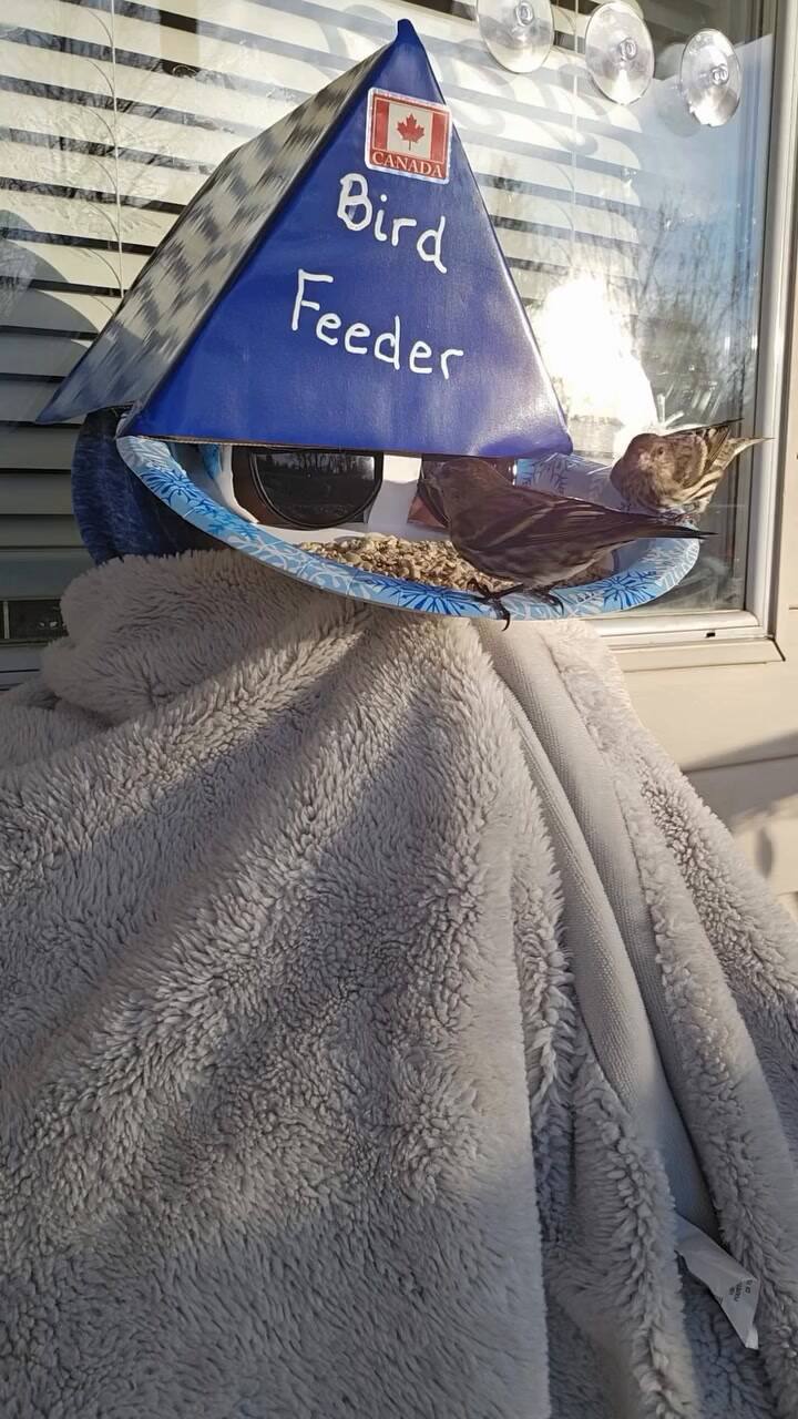 Michelle Lefebvre creó un comedero para ver de cerca a las aves