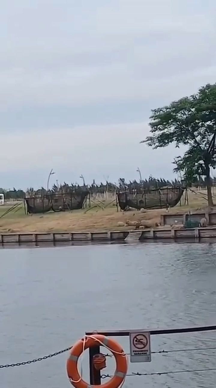 Carpinchos en los alrededores de las redes colocadas