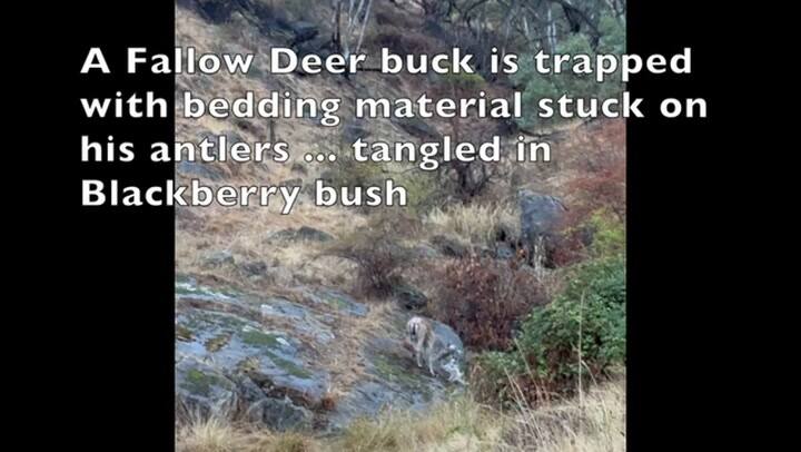 Un hombre enfrentó el peligro para liberar a un ciervo atrapado y el desenlace se volvió viral