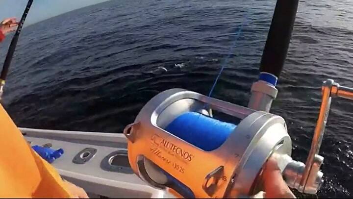 La furia de un pescador al descubrir que un tiburón se llevó parte de su botín