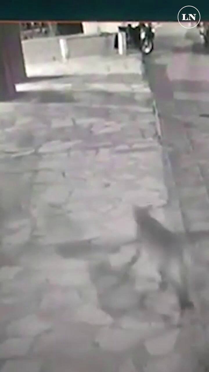 Puma suelto en la calle