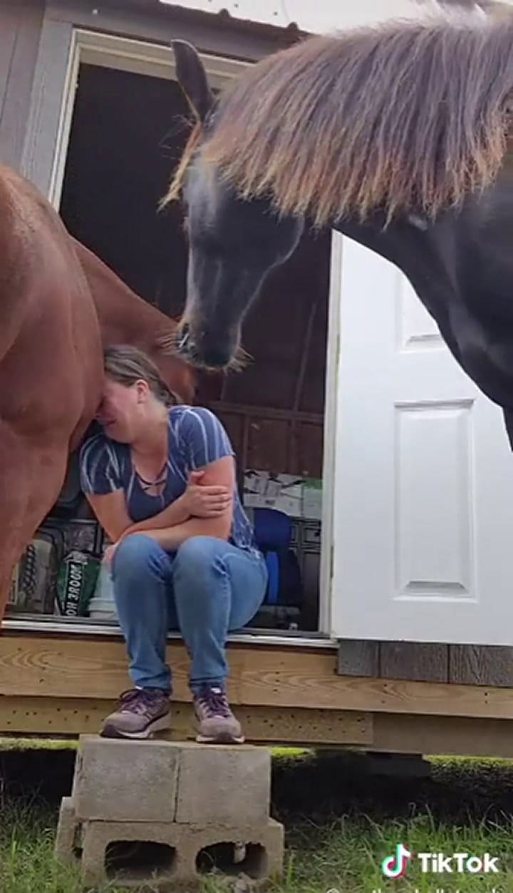 Un caballo consuela a su dueña y se volvió viral