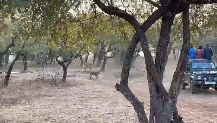 La áspera pelea con final inesperado entre un perro callejero y una leona - Fuente: Twitter