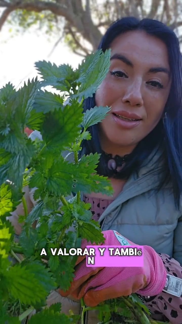 La planta sagrada que cura el dolor muscular, previene los calambres y aumenta el colágeno