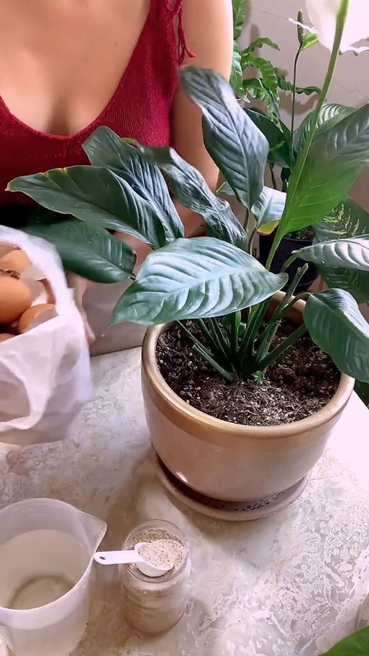 Cómo aplicar cáscara de huevo en las plantas para que el calcio sea bien absorvido