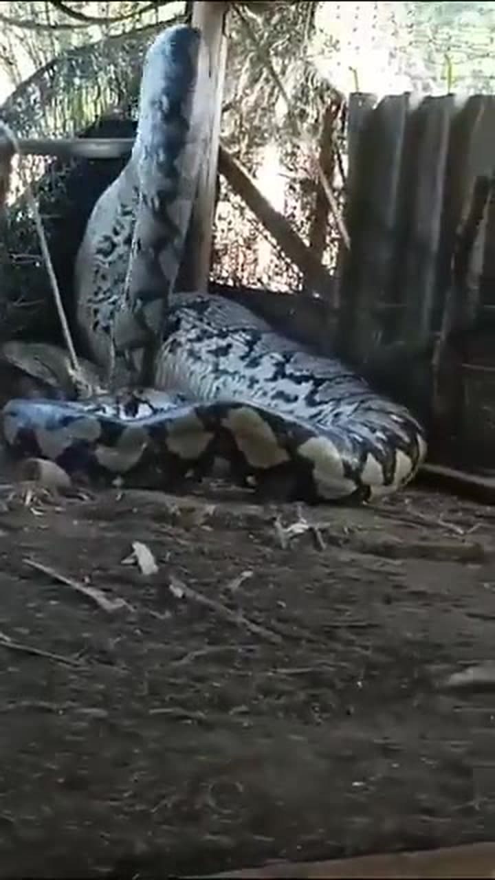 Una pitón gigante apareció en el patio de una casa de la India