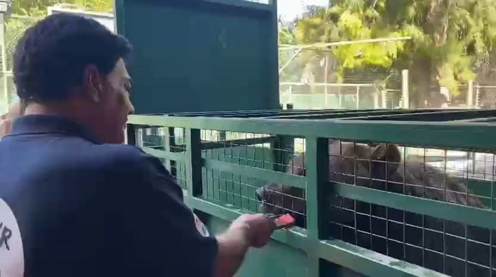 Cambiaron la dieta del oso Gordo