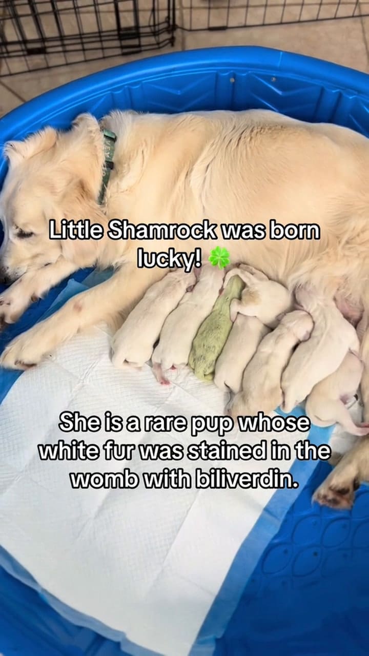 El curioso caso del Golden Retriever que nació verde