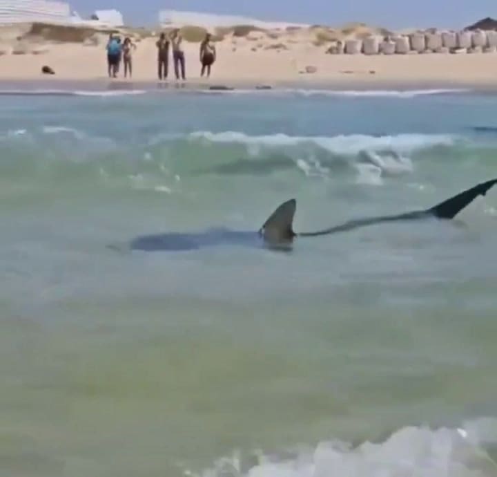El video del tiburón antes del ataque (Video: X @JNS_org)