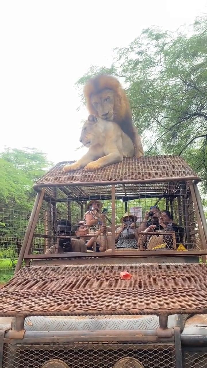 Estaban en un safari y una pareja de leones se subió al techo del vehículo por un insólito motivo