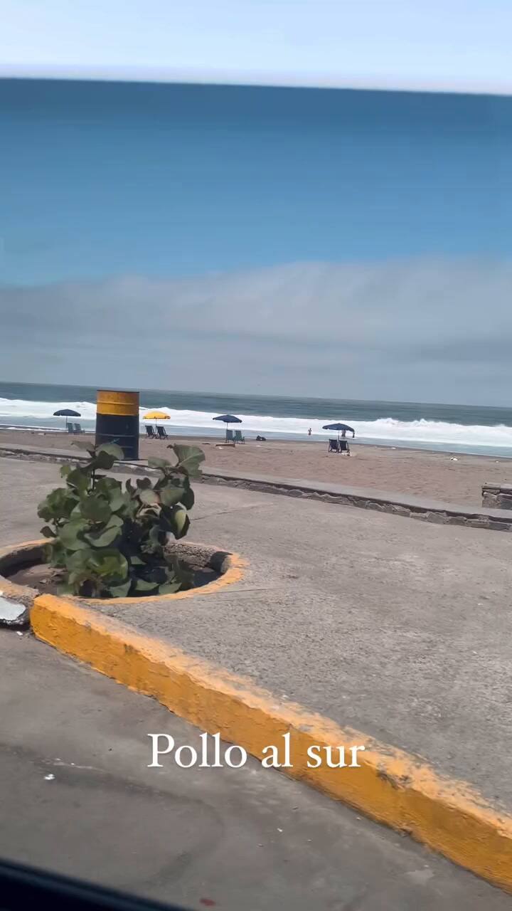 Llevó a su gallo a conocer el mar y se volvió viral