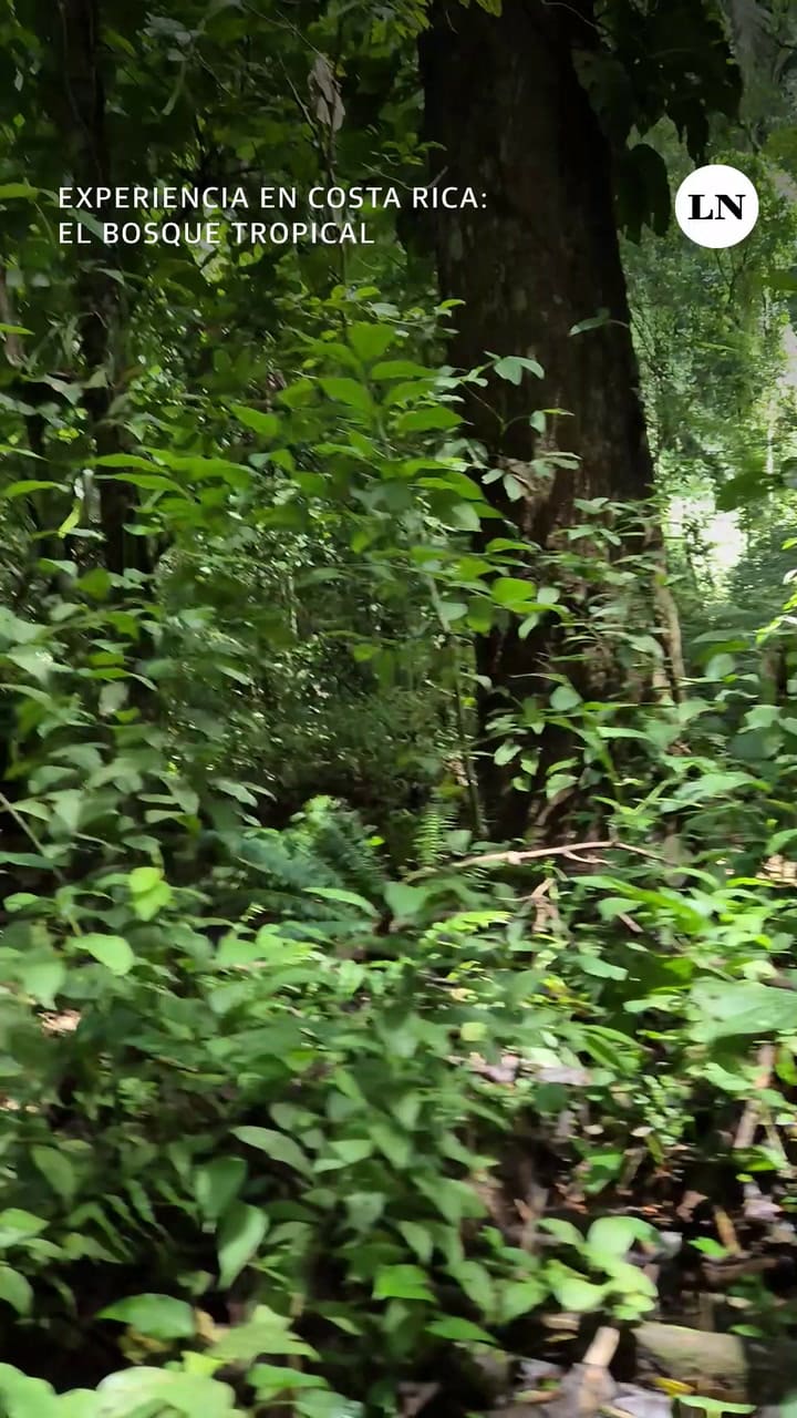 Las vistas de Costa Rica desde el aire y con un bosque tropical