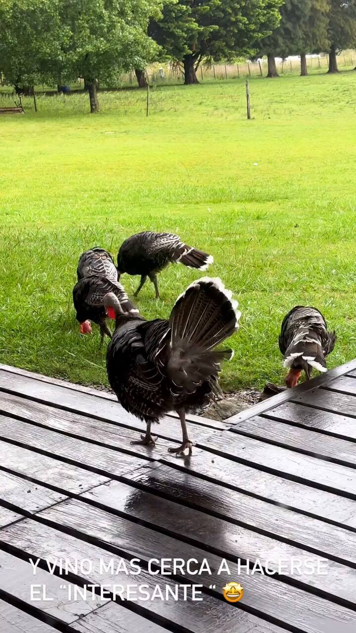 Nicole Neumann en su casa de campo con los pavos que la visitaron