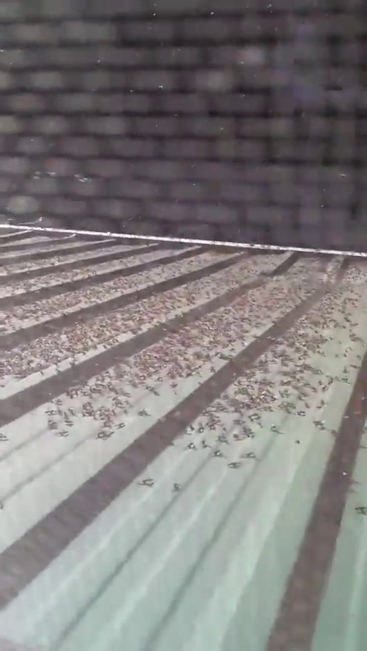 Ssstwitter.com 1730917064968