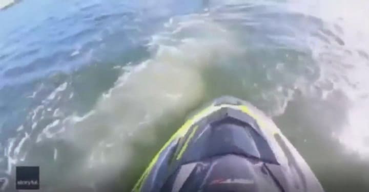 Así fue el rescate de un delfín atrapado en una red - Fuente: TMZ