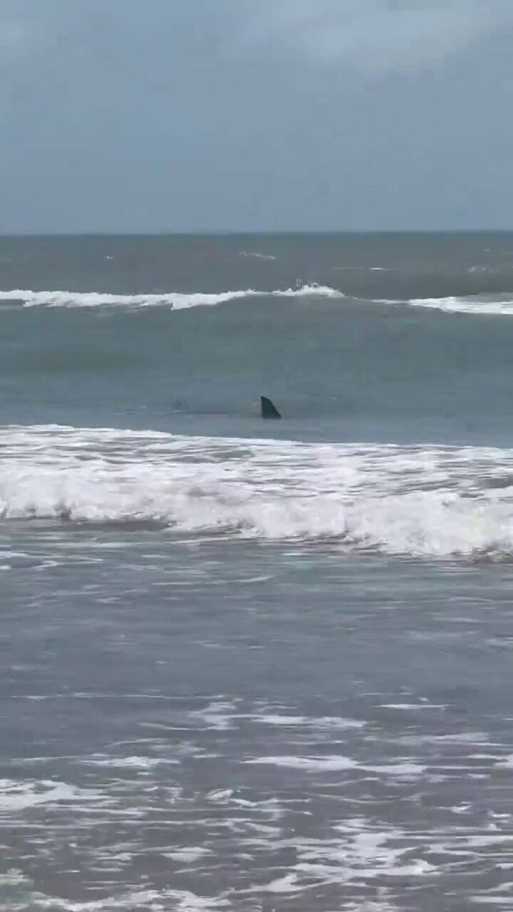 Dos Tiburones Se Ven Nadando En Las Playas De Texas