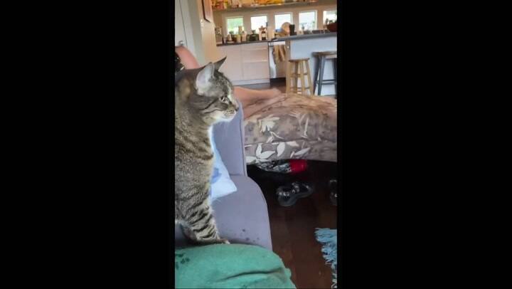 Insólito. Usó un rociador para que la gata no le raye los muebles, pero la sorprendió su reacción