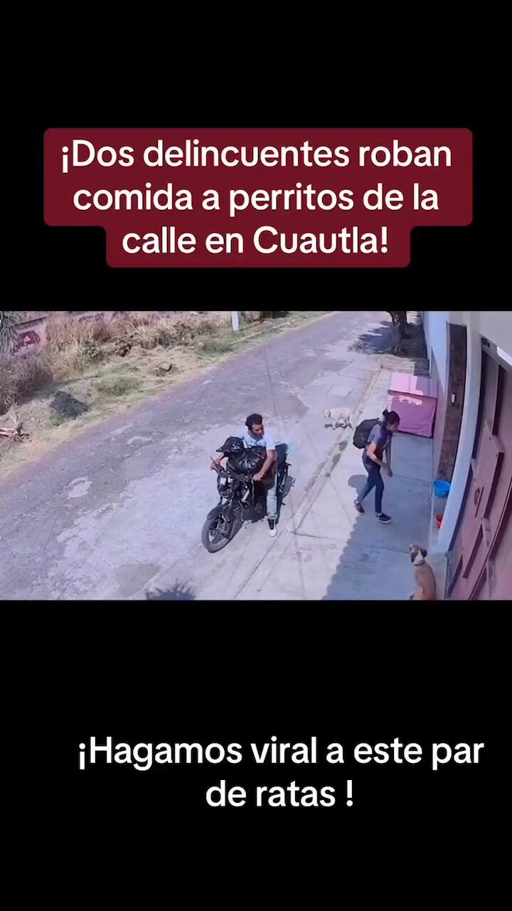 Personas le roban la comida a perros callejeros