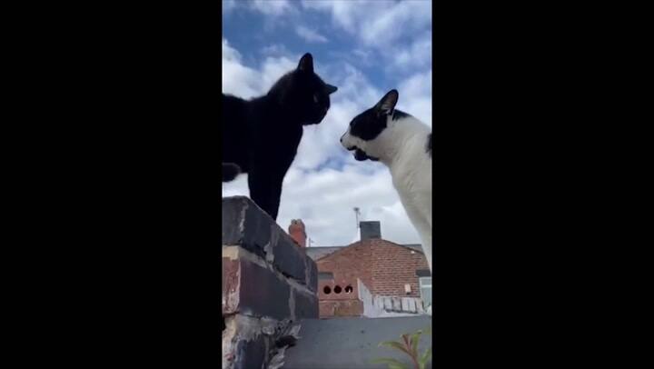 Grabó a sus gatos teniendo una 'conversación'