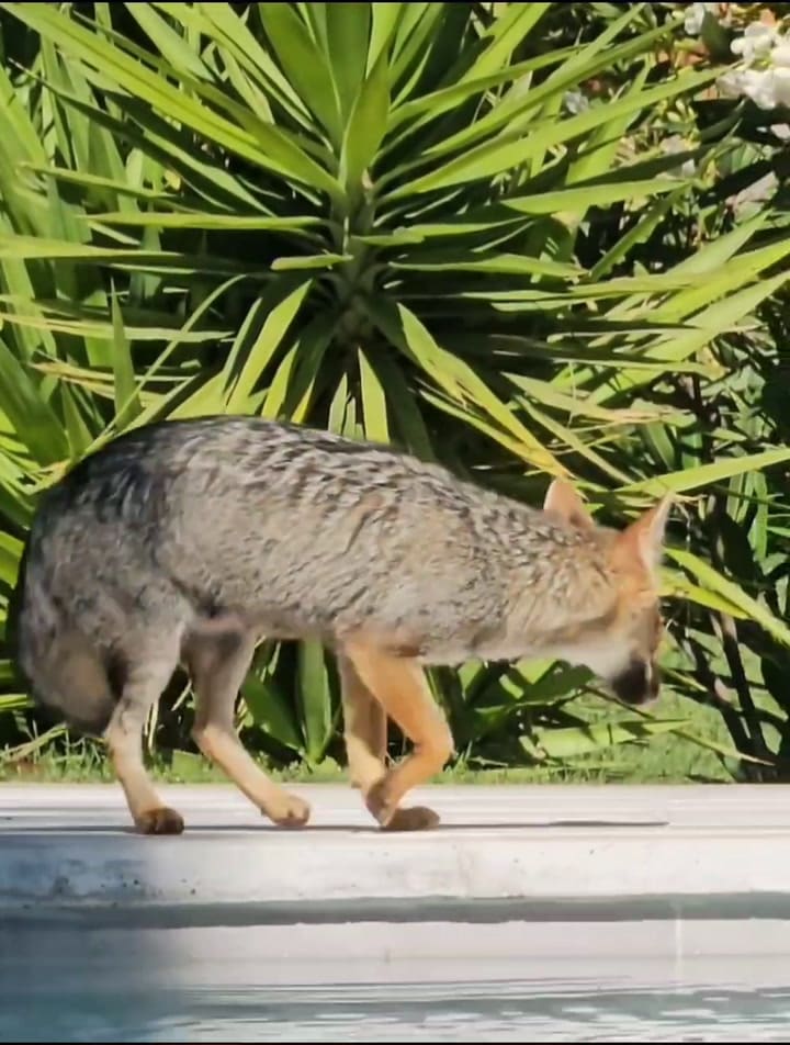 Zorros en Pilar del Este