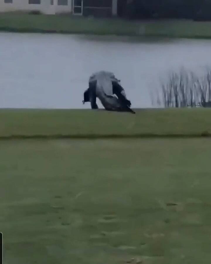 Un enorme caimán fue grabado en un campo de golf durante el huracán Eta - Fuente: YouTube