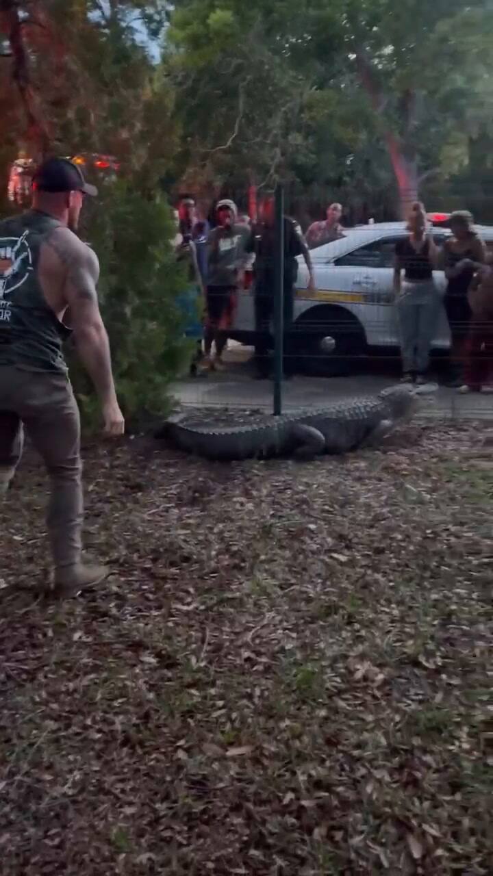 Un luchador de MMA capturó a un caimán que deambulaba en una escuela primaria de Florida