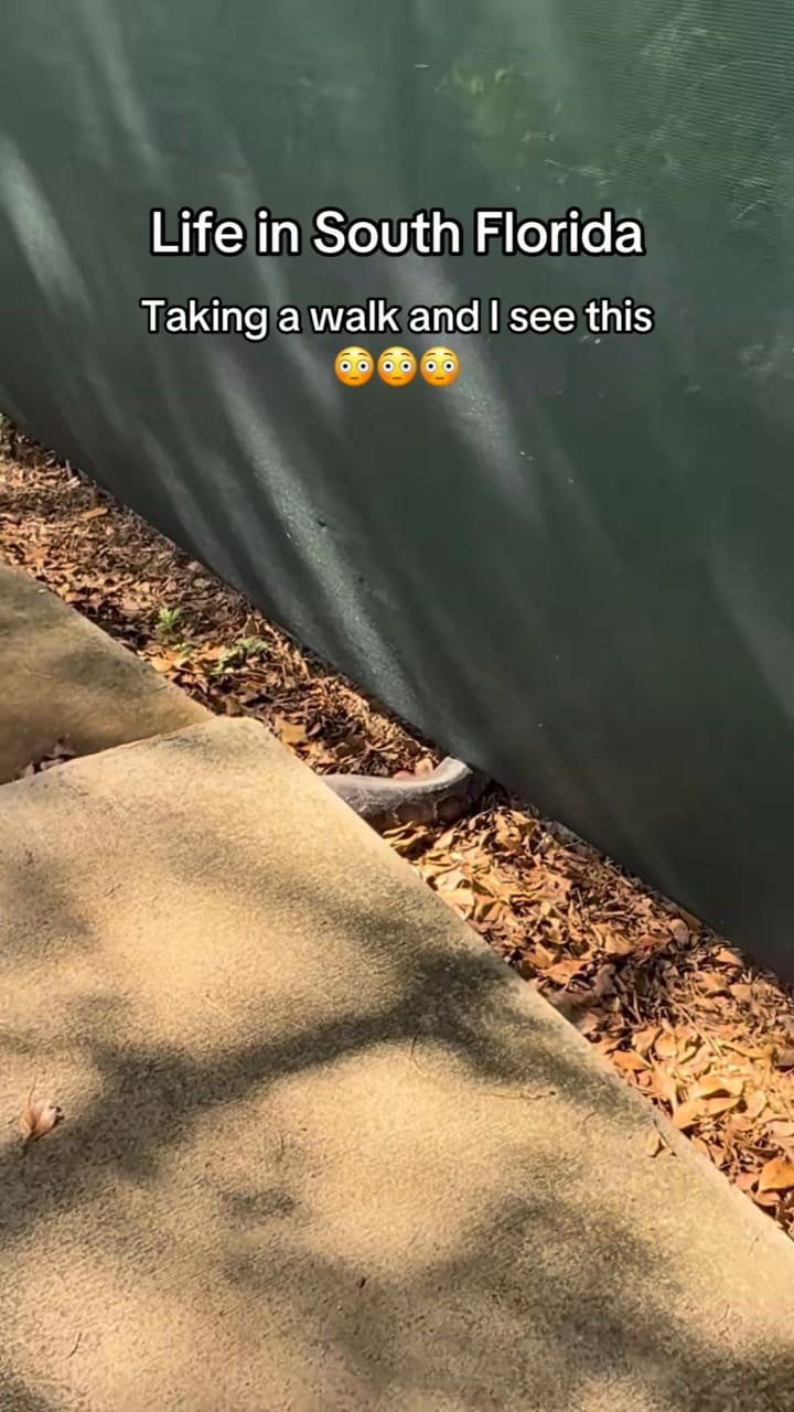 Un residente de Cutler Bay encontró una pitón birmana escondida bajo una acera junto a un nido con unos 20 huevos en una zona residencial de Florida