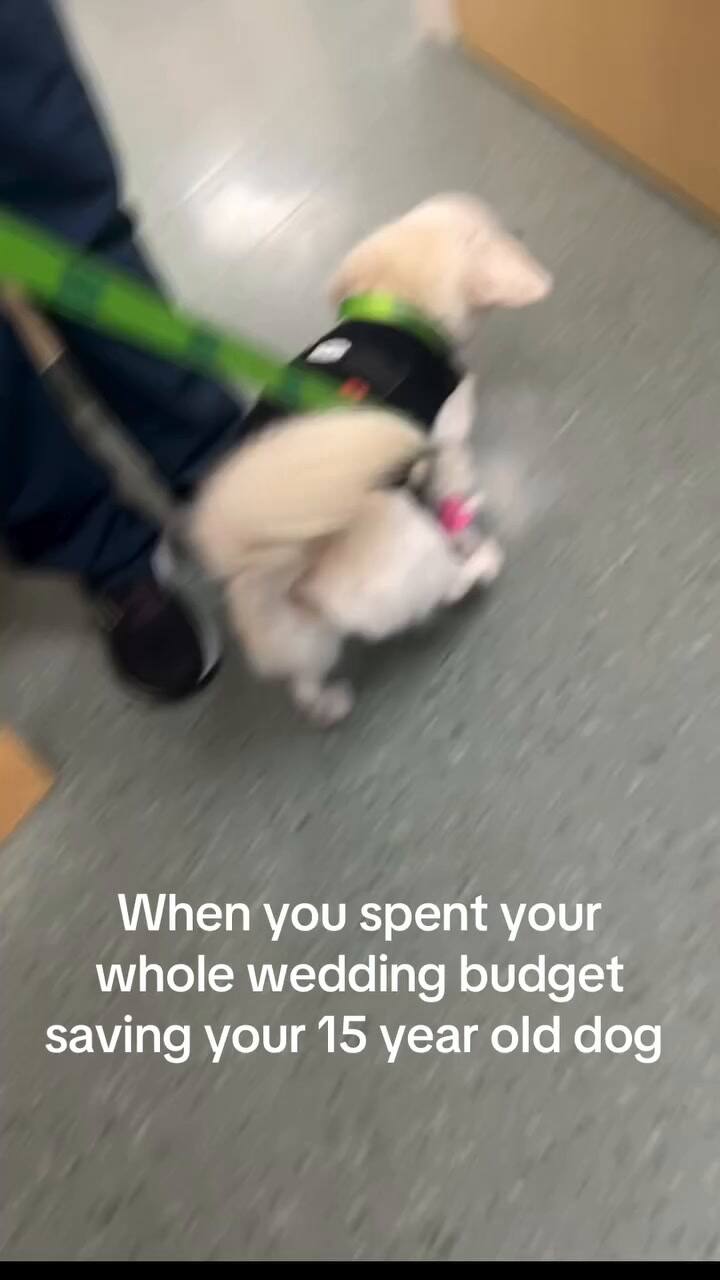 La pareja que se gastó el dinero de la boda en la salud de su perro