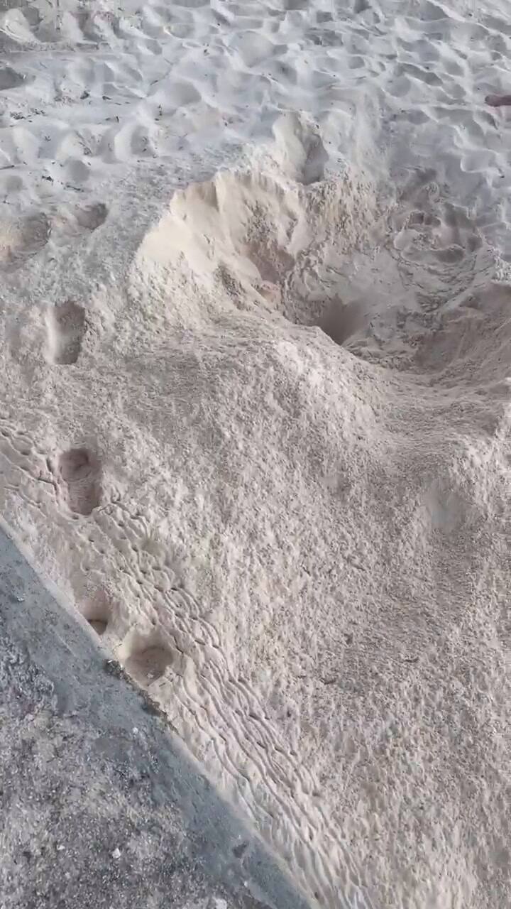 Una tortuga gigante es liberada en Islas Caimán