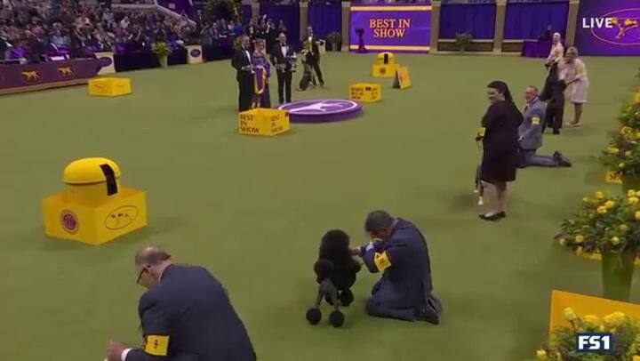 El poodle ganador al momento del anuncio y la felicidad de su dueño