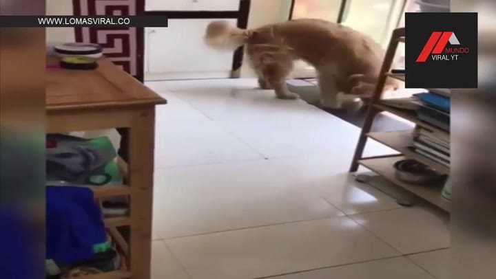 Este gato no quería sacarse una foto, pero su amigo perro lo consiguió - Fuente: YouTube