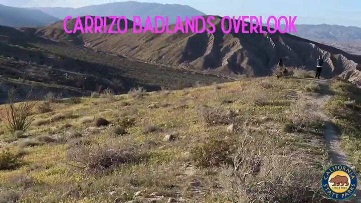 El parque Anza-Borrego tiene una gran variedad de flores silvestres
