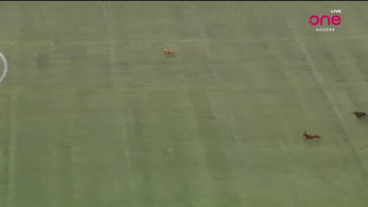 El show de los perros salchicha en el entretiempo de la liga canadiense